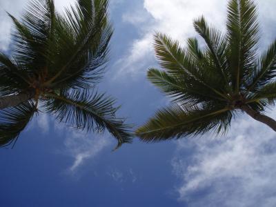棕榈树, 加勒比海, 天空, 自然