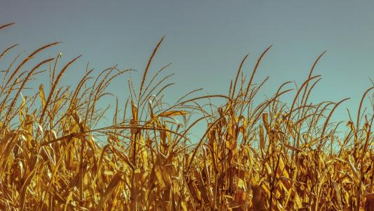 小麦, 字段, 作物, 玉米田, 粮食, 谷物, 字段