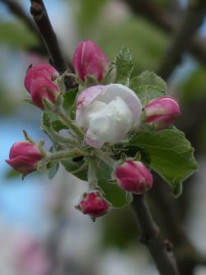 苹果树上的花, 树上苹果, 开花, 绽放, 白色, 粉色, 分公司