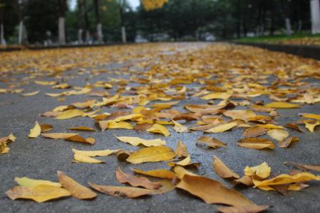 秋天, 落叶, 孤独, 黄色, 叶, 地面, 公园