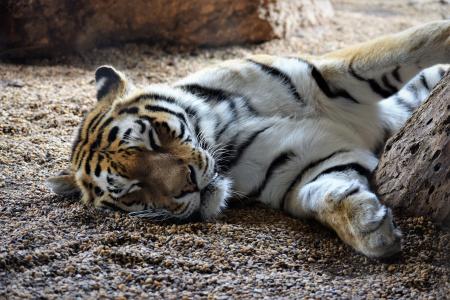老虎, 睡觉, 嬉戏, 地面, 维也纳, 动物园, 树