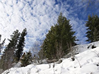 冬天, 雪, 赛季, 感冒, 多云, 天空, 树木
