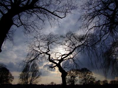 树木, 戏剧性的天空, 回光, 在透镜, rheinpark, 景观, 剪影