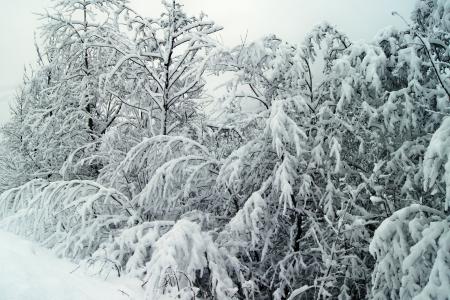 冬天, 雪, 寒冷, 自然, 白色, 冬天灌木