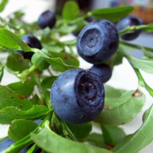 蓝莓, 浆果, 食品, 美味, 糖果, 有用, 夏季