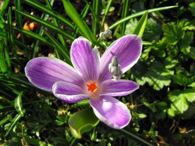 植物, 紫色, 花瓣, 详细, 自然, 花, 花瓣