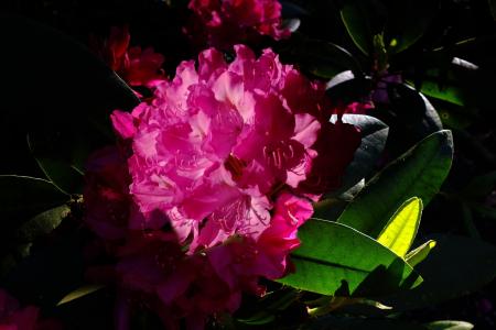 rododendron, 百合, 花, 回光, lichtspiel, 花, 春天