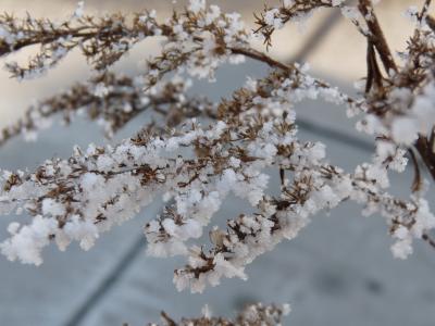 弗罗斯特, 植物, 冬天, 雪, 冰