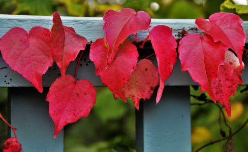 红秋叶, 葡萄酒的合作伙伴, 秋天的色彩, 秋天的颜色, 五颜六色的树叶, 秋天的颜色, 秋天