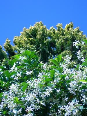 茉莉花星, 白色的花, 侧柏, 树, 开花, 爬虫, 乡村