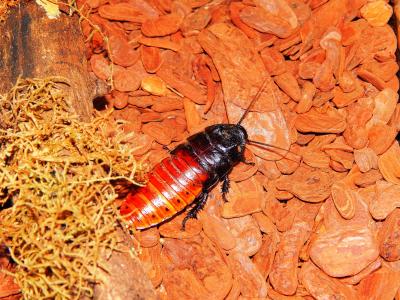 便宜, cockroach-of-madagascar, 马达加斯加巨型蟑螂, 昆虫, 动物, 马达加斯加, 无脊椎动物