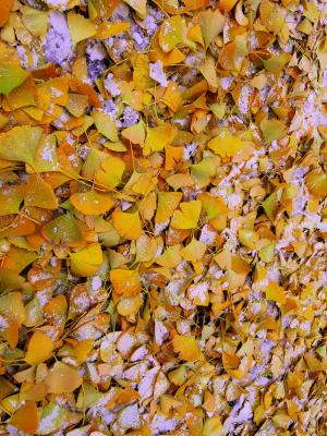 银杏叶, 雪, 黄色, 秋天, 叶, 自然, 背景