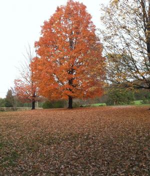 槭树, 秋天, 秋天的落叶, 橙枫树, 橙色, 叶子