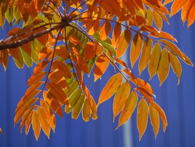 黄色的树叶, 秋天的叶子, 红色, 黄, 绿色, 橙色, 分公司