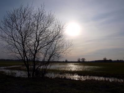 guelpe, havelland, 洪水2012, 三月, 自然, 树, 日落