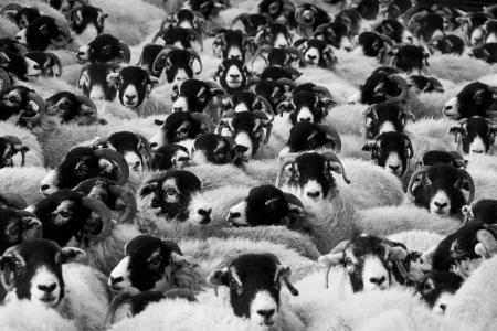 动物, 黑白, ram, 羊