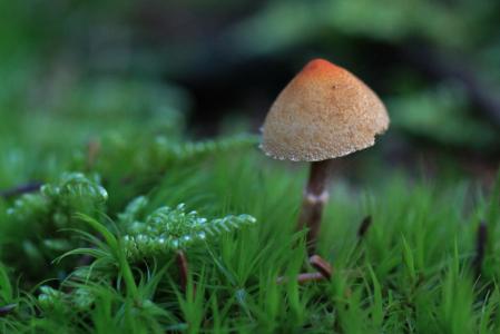 蘑菇, 秋天, 森林, 绿色, 青苔, 潮湿, 植物