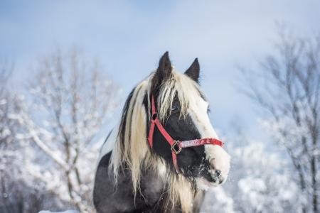 马, 冬天, 雪, 动物, 自然, 白色, 种马