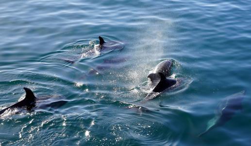 海豚, 游泳, 跳水, meeresbewohner, 海豚, 哺乳动物, 海洋哺乳动物