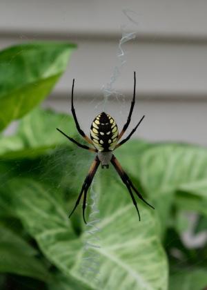 蜘蛛, 花园, web, 蛛形纲动物, 关闭, 昆虫, bug