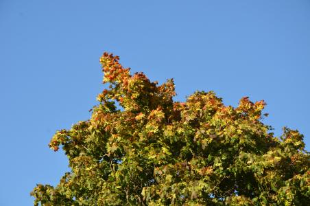 秋天, 多彩, 秋天的颜色, 自然, 秋天的叶子, 枫树