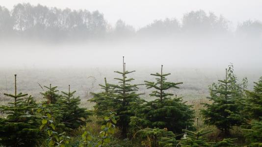 景观, 自然, 圣诞树, 云杉, 雾, 视图