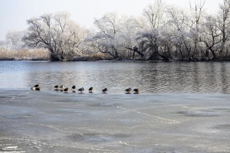 冬天, 河, 鸟, 自然, 水, 动物群, 感冒