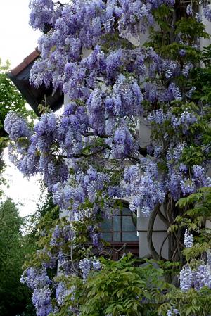 植物, 蓝色雨, 总状下垂, 紫藤, hauswand, 春天