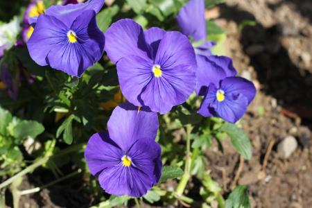 蓝三色堇, 花, 绽放, 春天, 花园
