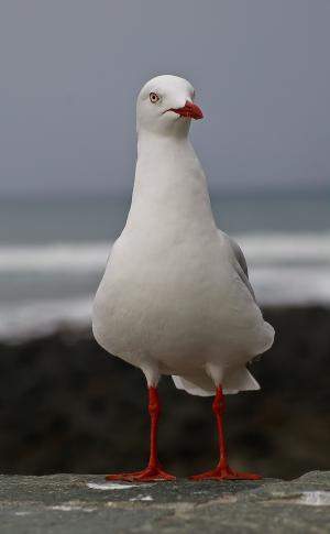 银色海鸥, 鸟, 海鸟, 栖息, 白色, 红脚, 海