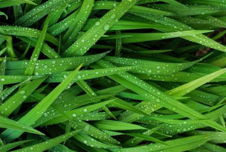 滴眼液, 水, 绿色, 草, 雨, 湿法, 自然