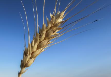 小麦, 耳朵, 金, 黄色, 农业, 麦田, 食品