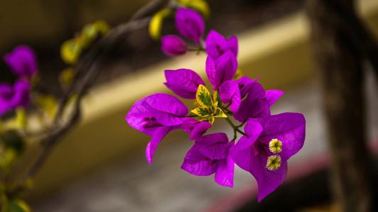 簕杜鹃, 紫罗兰色, 花, 粉色, 紫色, 花瓣, 绽放
