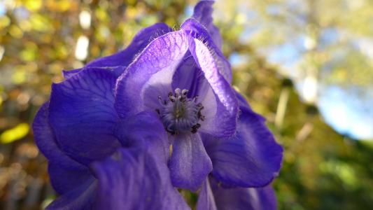 附, 植物, 蓝色, 有毒, 植物区系, 观赏植物, 蓝紫色