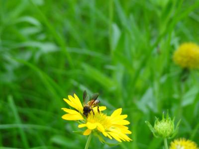 野花, 蜂蜜蜂, 花, 植物区系, 昆虫, 翼, 野生动物