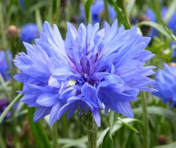 矢车菊, 蓝色, 夏季, 野花, 自然, 紫色, 植物