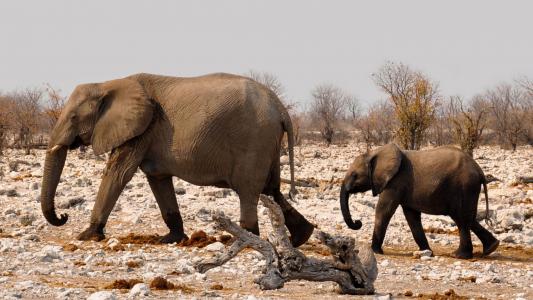 大象, 非洲, 纳米比亚, 自然, 干, 海思那里, 国家公园