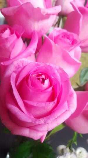 上升, 粉色, 粉红色的花, 植物, 美丽, 开花, 粉红玫瑰