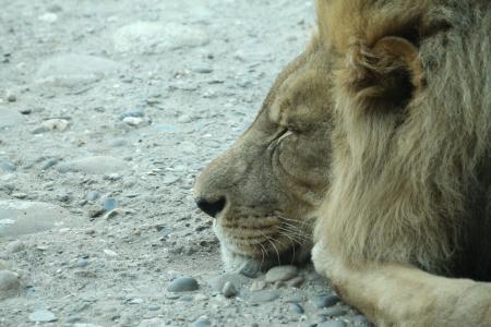 狮子, 猫, 睡眠, 狮子-猫科动物, 野生动物, 非洲, 动物