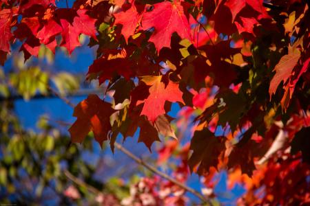 秋天, 秋天, 叶子, 枫树, 红色