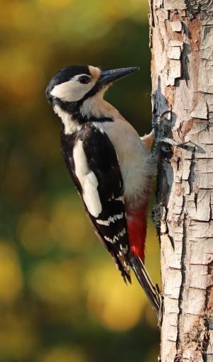 啄木鸟, 大斑的啄木鸟, 伟大的斑点, 鸟, 树, 自然, 野生动物