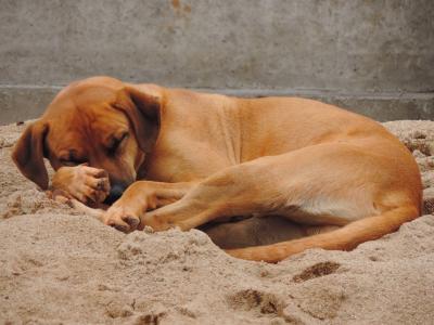 狗, 棕色, 睡觉, 沙子