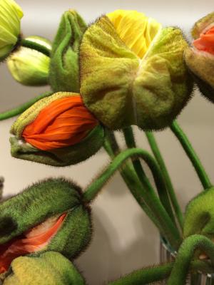 罂粟, klatschmohn, 花, 橙色, 黄色, 弯下腰, 秆