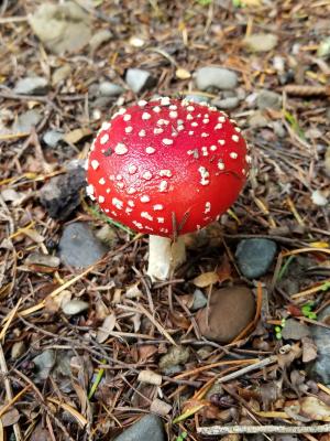 新西兰, 红色蘑菇, 红色, 蘑菇