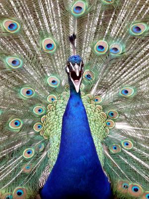 孔雀, 鸟, 蓝色, 自然, 动物, 可爱, 美丽