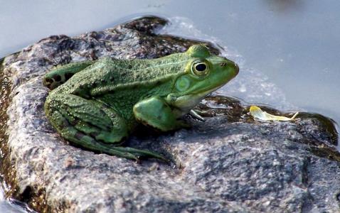树蛙, 在花园的池塘里, 两栖类动物, 一种动物, 在野外的动物, 爬行动物, 野生动物