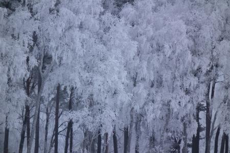 树, 冬天, 雪, 自然, 景观