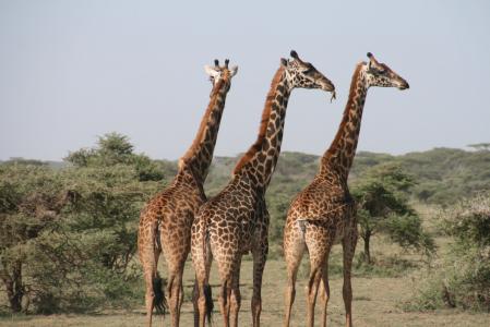 长颈鹿, 非洲, 坦桑尼亚, 野生, 萨凡纳, 动物, 野生动物园