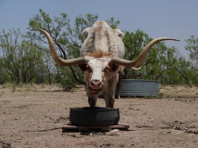 豪恩, 德克萨斯州, 牛肉, 动物, 母牛, 奥斯汀, 西德克萨斯