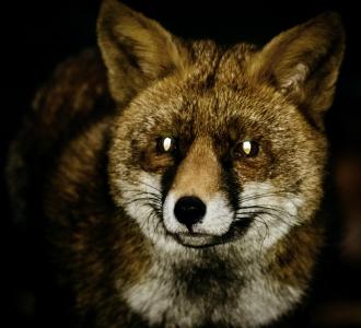 狐狸, 红狐狸, 晚上, 野生动物, 动物, 红色, 毛皮